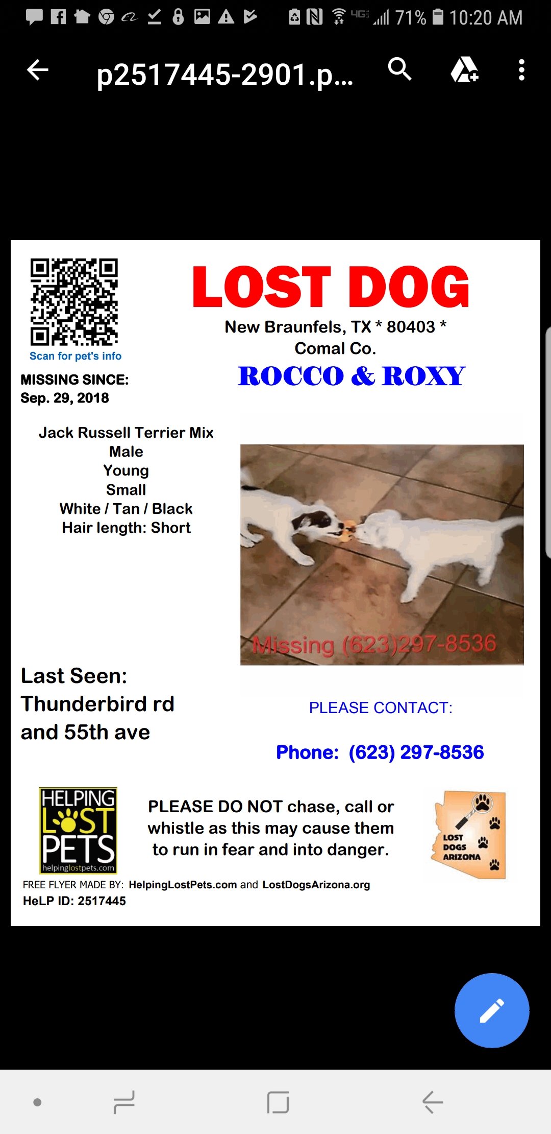 Image of Rocco & Roxy, Lost Dog
