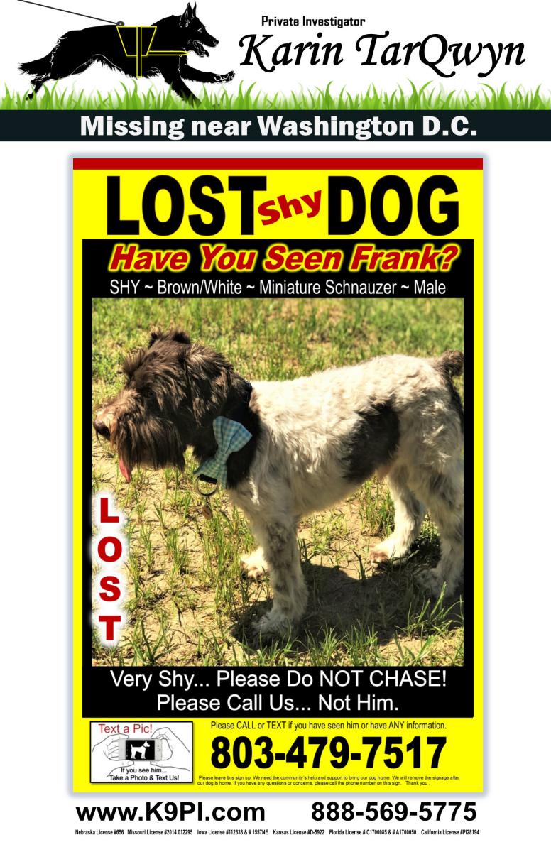 Image of Frank, Lost Dog