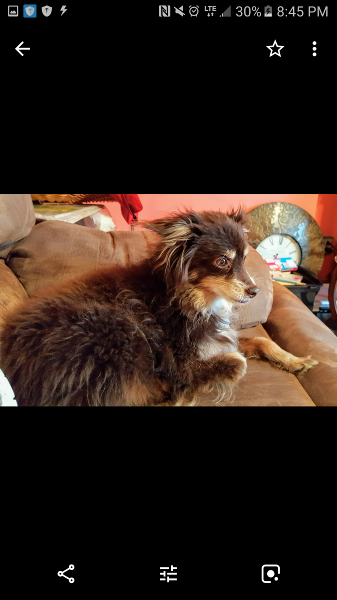 Image of Pecan, Lost Dog