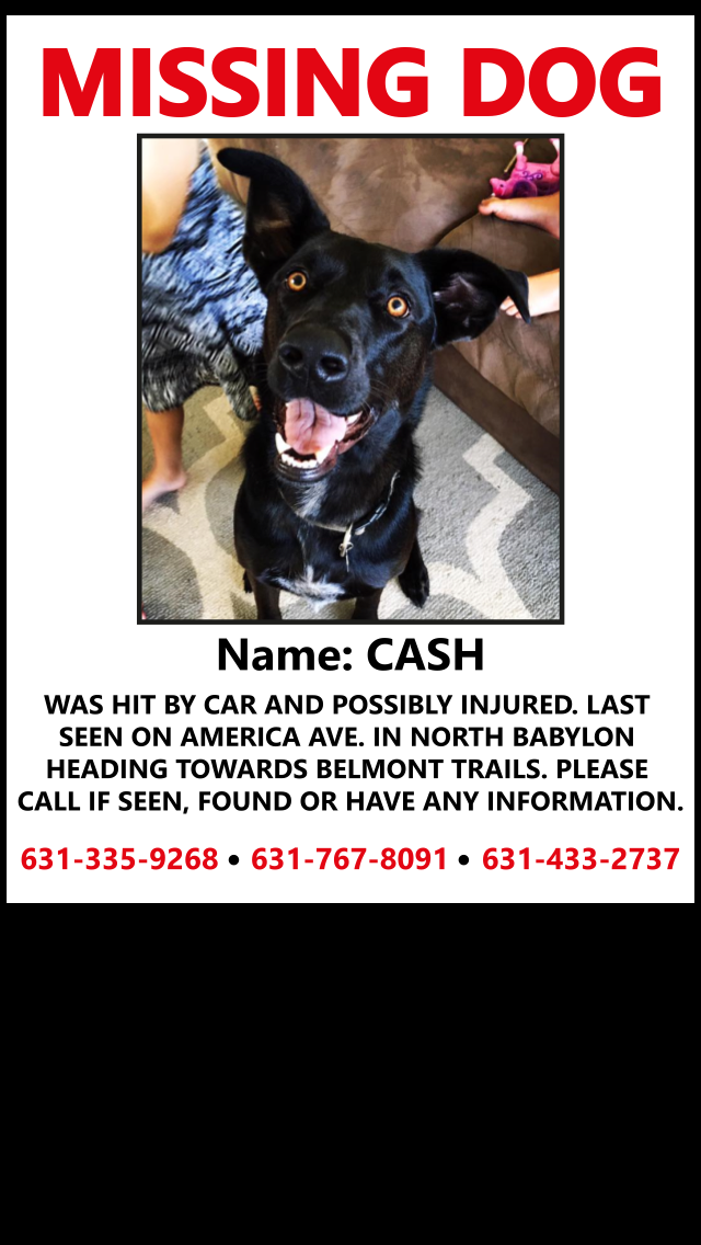 Image of Cash, Lost Dog