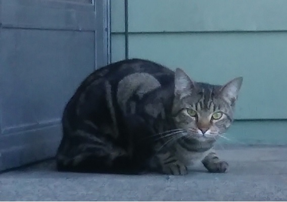 Image of Coyote, Lost Cat