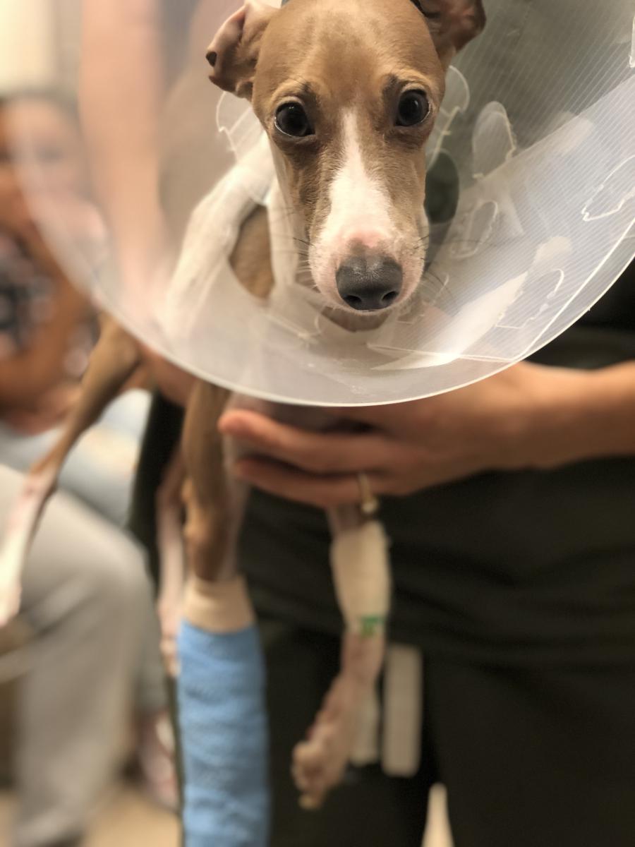 Lost Dog Italian Greyhound in WYCKOFF, NJ - Lost My Doggie