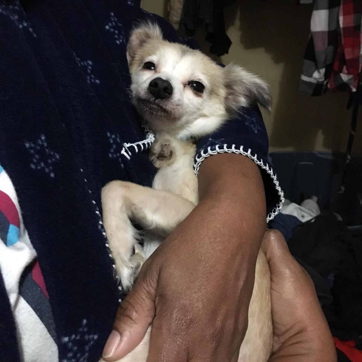 Image of Rosa, Lost Dog