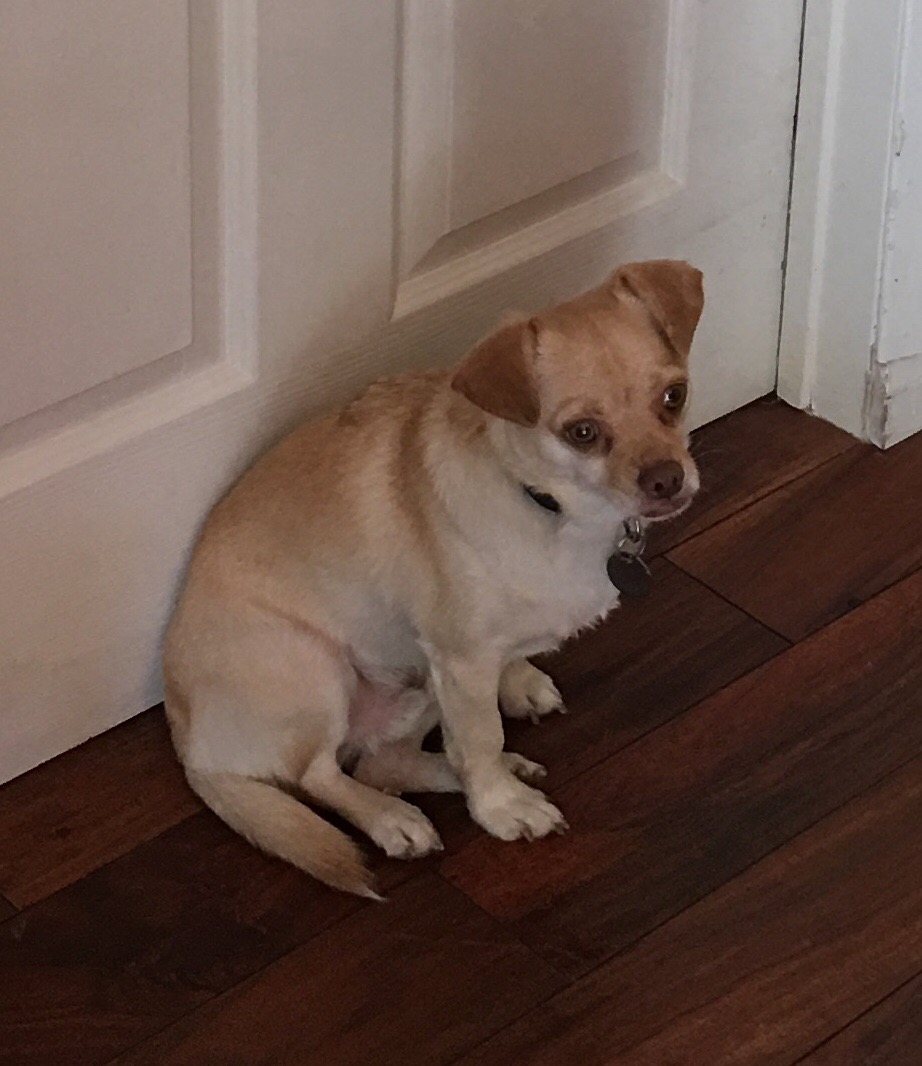 Image of Bean, Lost Dog