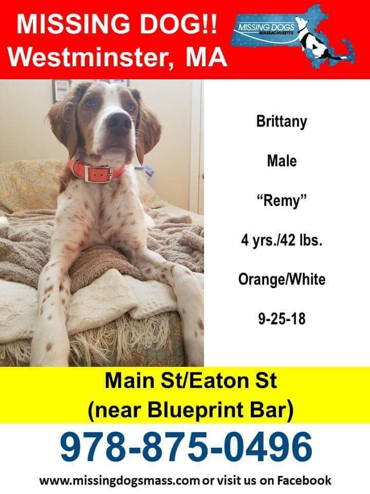 Lost Dog Brittany Spaniel in WESTMINSTER, MA Lost My Doggie