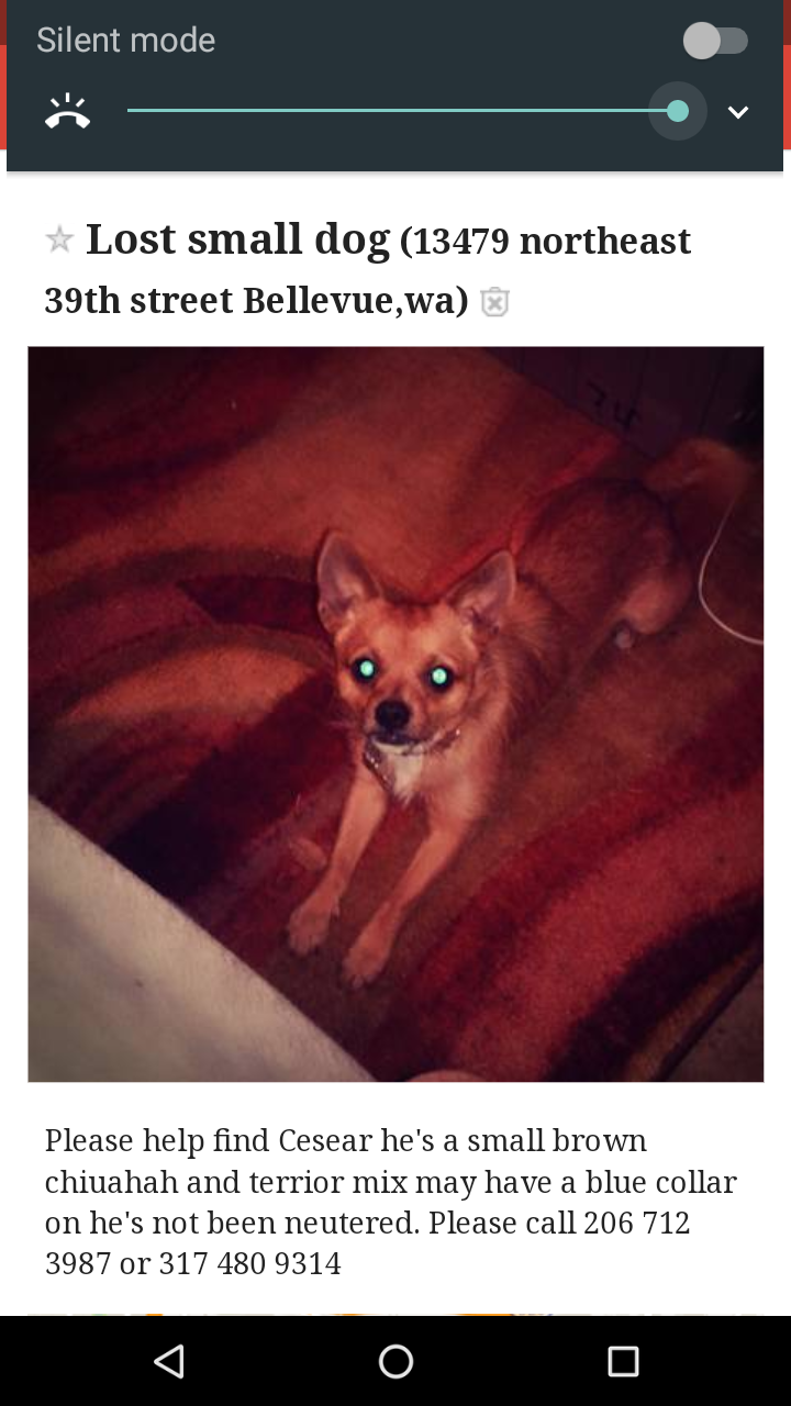 Image of Cesear, Lost Dog