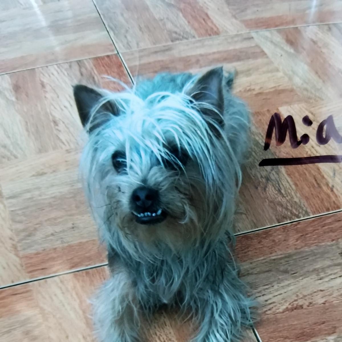 Image of Mia, Lost Dog