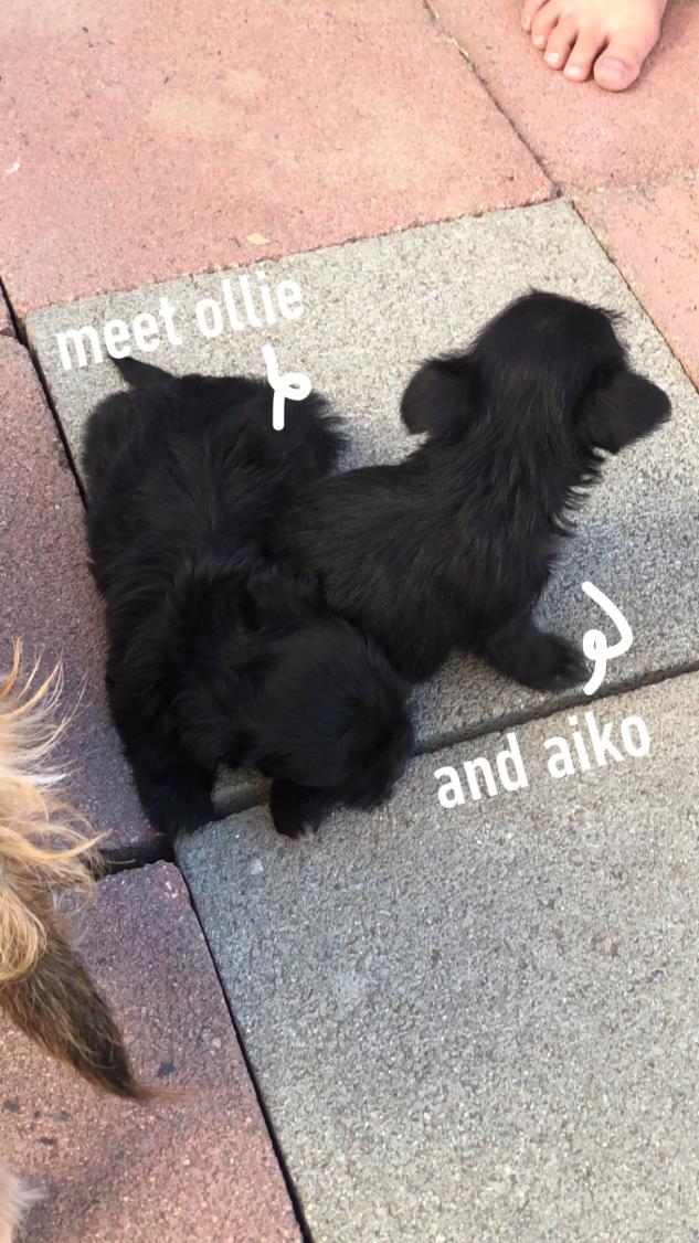 Image of ollie and aiko, Lost Dog