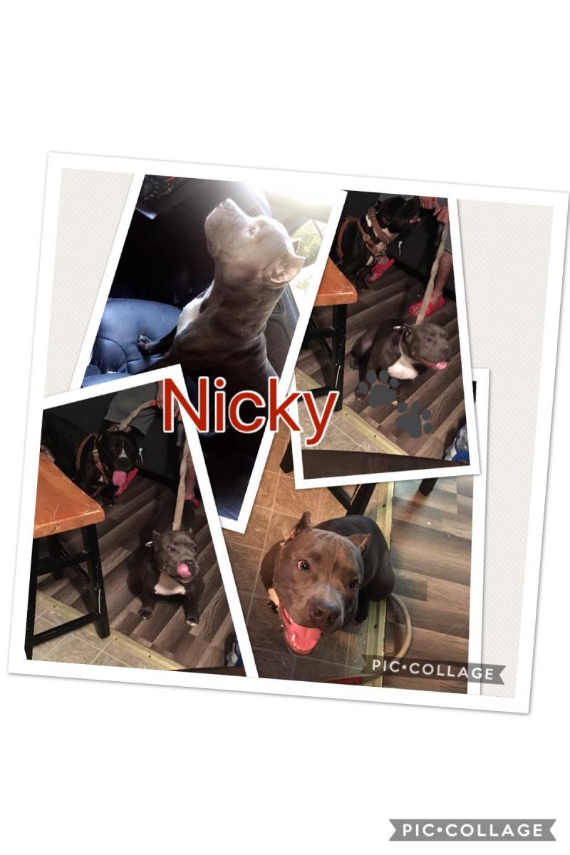 Image of Nicky, Lost Dog