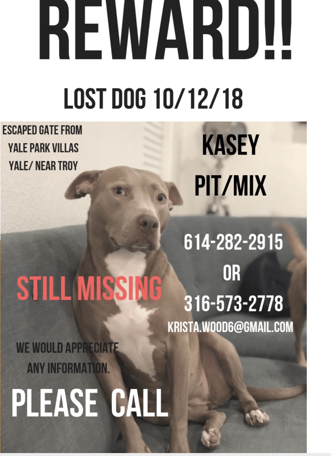 Image of Kasey, Lost Dog