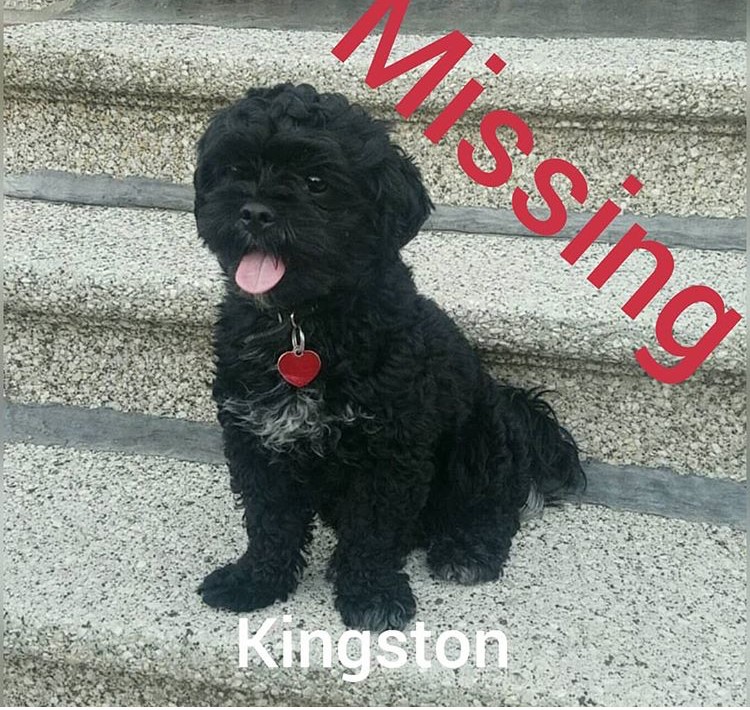 Image of Kingston, Lost Dog