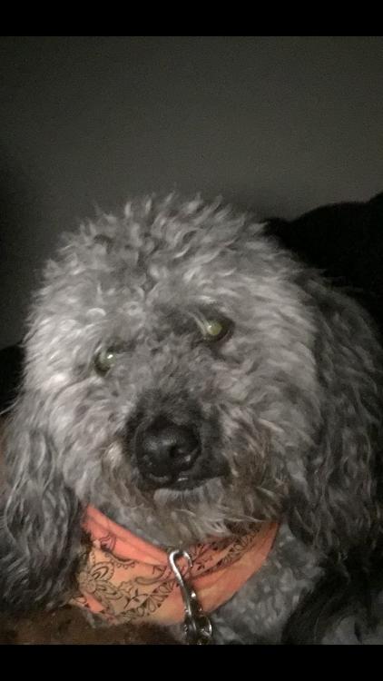 Image of Andy, Lost Dog