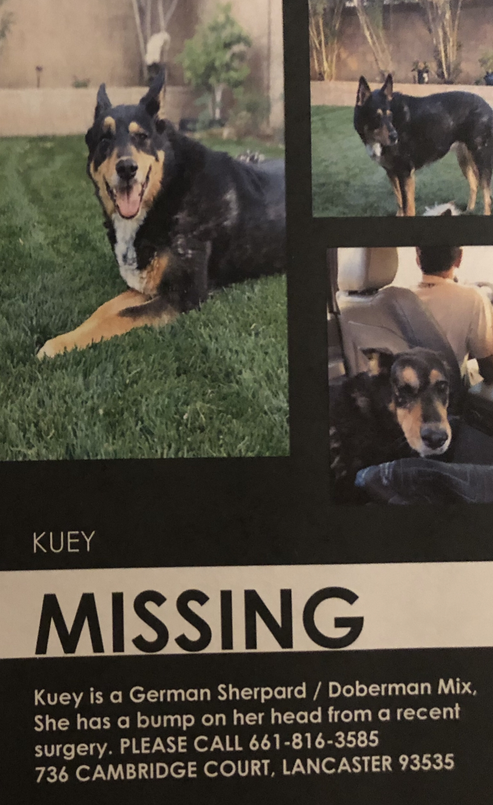 Image of Kuey, Lost Dog
