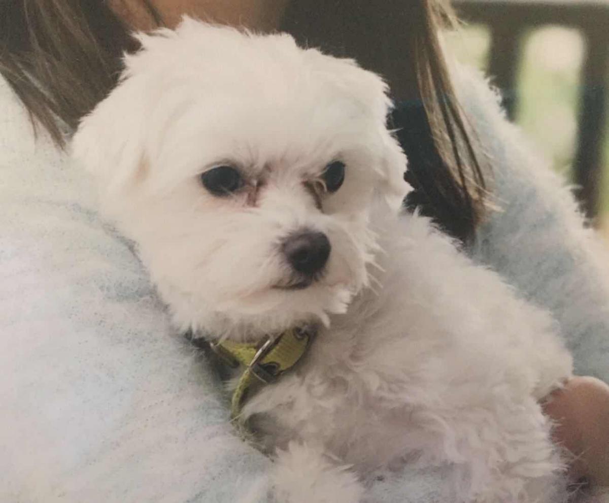 Image of Snowball, Lost Dog