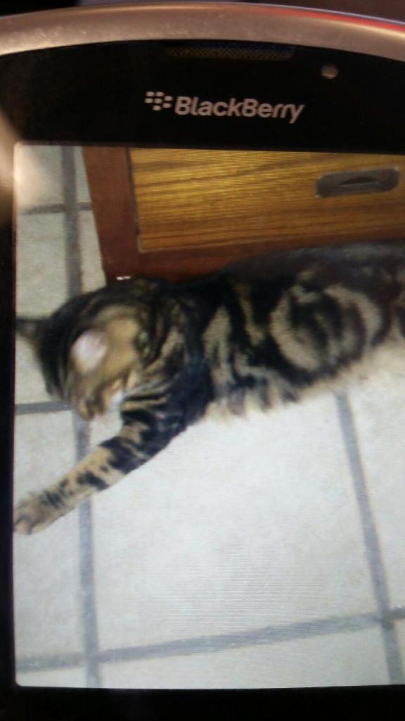 Image of Macuis, Lost Cat