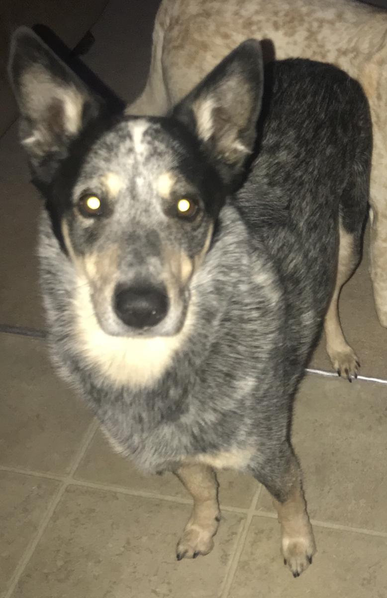 Image of Ricky, Lost Dog