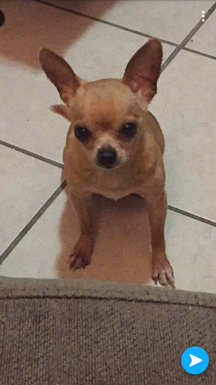Image of zoey, Lost Dog