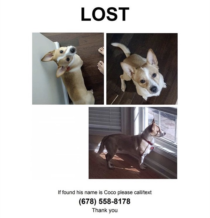 Image of Coco, Lost Dog