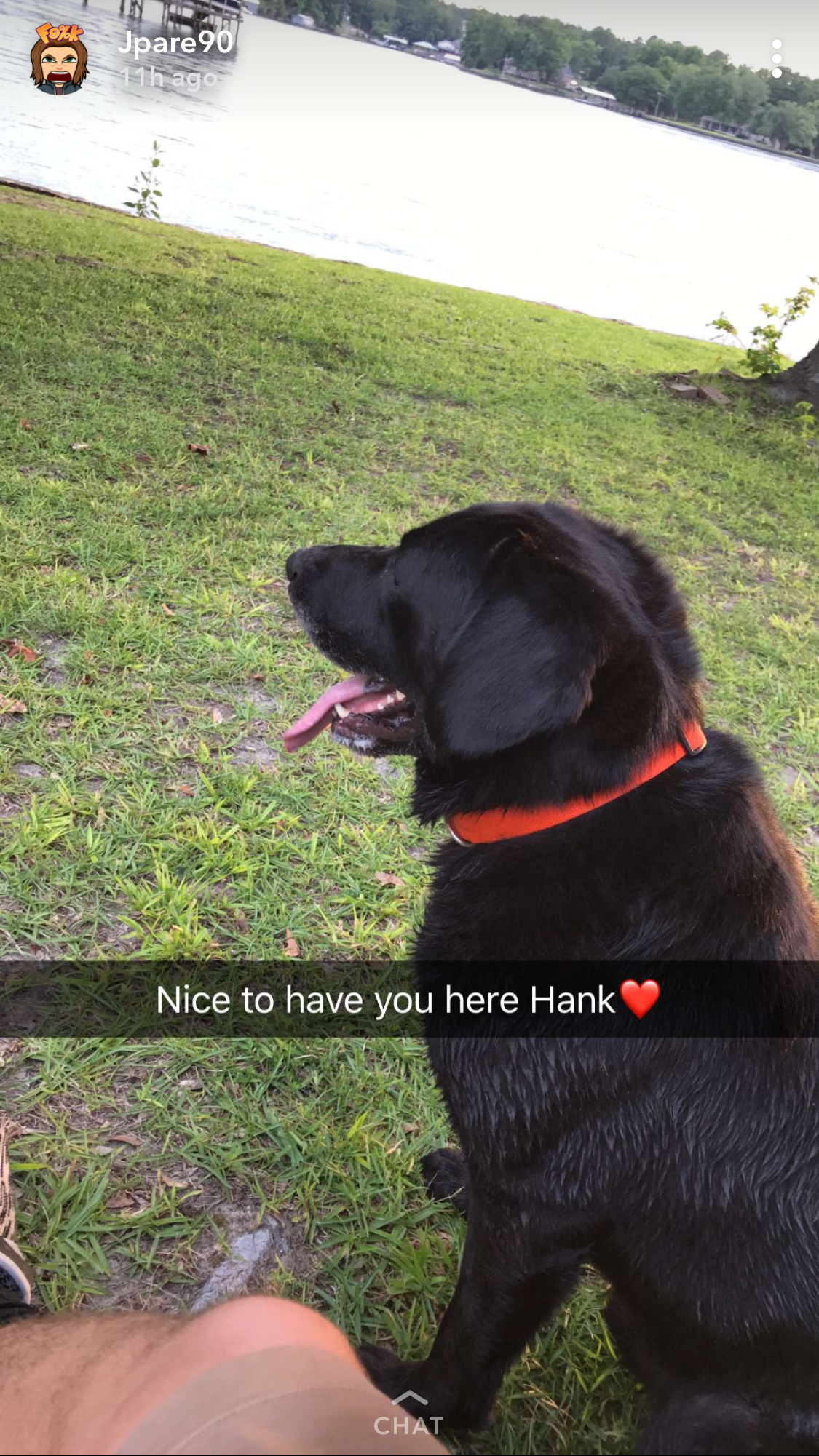 Image of Hank, Lost Dog