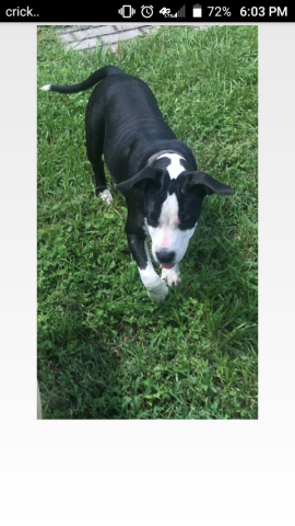 Image of Dixie, Lost Dog