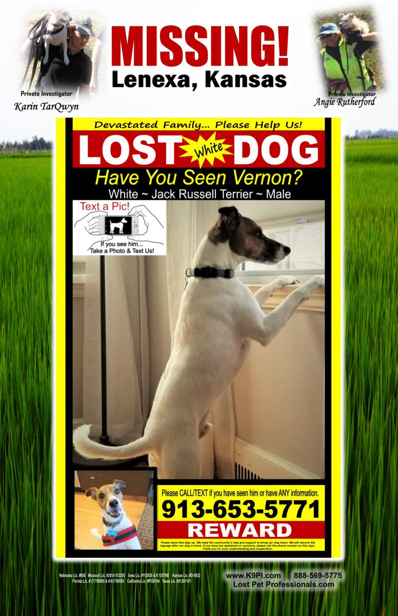 Image of Vernon, Lost Dog