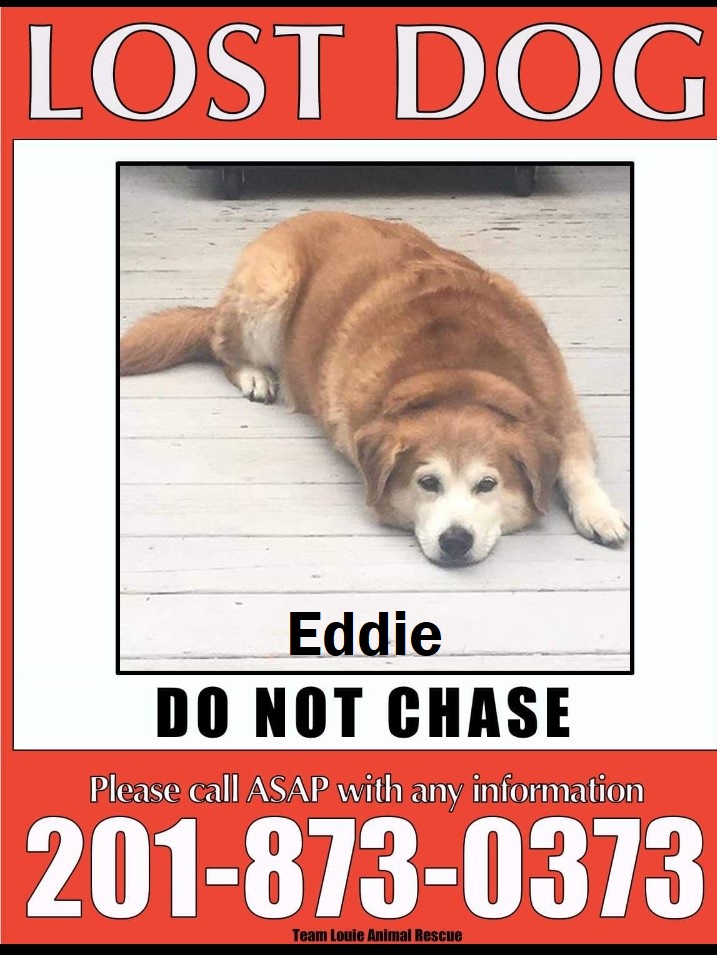 Image of Eddie, Lost Dog