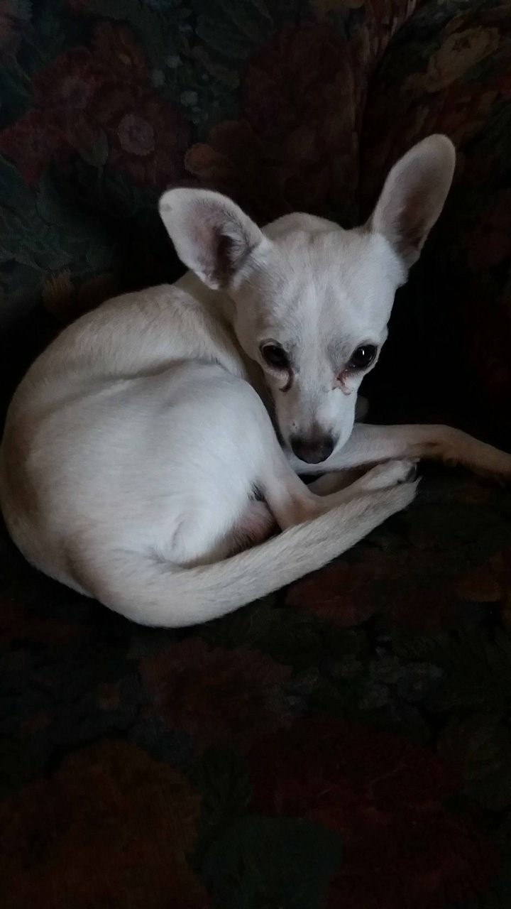 Image of Bianco, Lost Dog