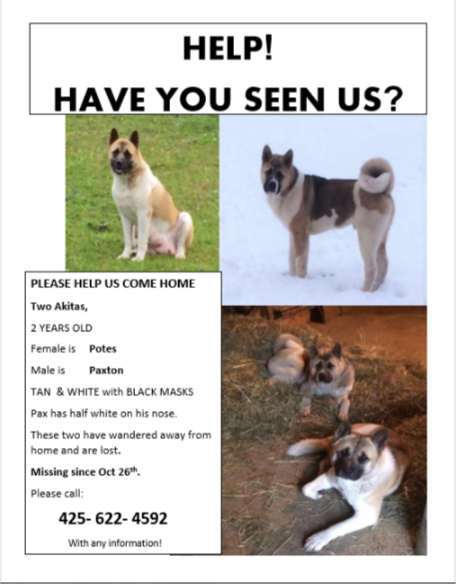 Image of Paxton and Potes, Lost Dog