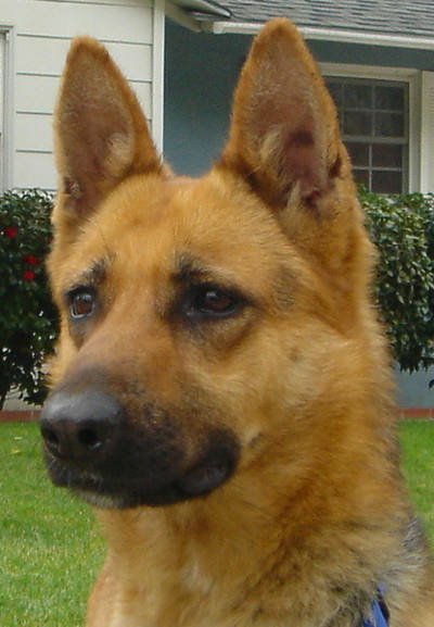 Image of Leon, Lost Dog