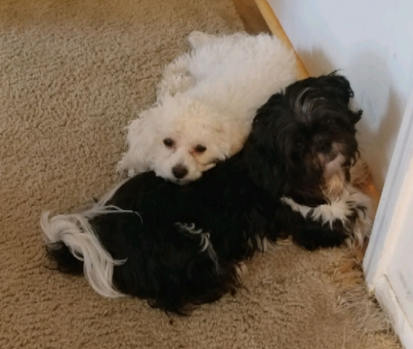 Image of Winston and layla, Lost Dog