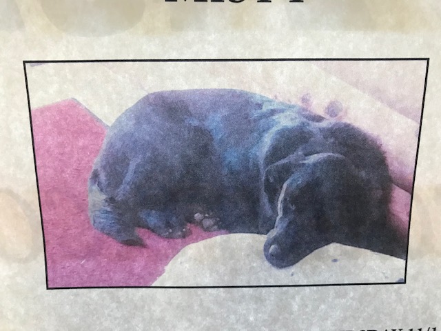 Image of Misty, Lost Dog