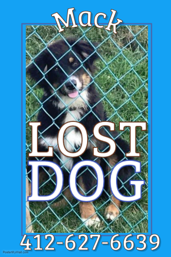 Image of Mack, Lost Dog