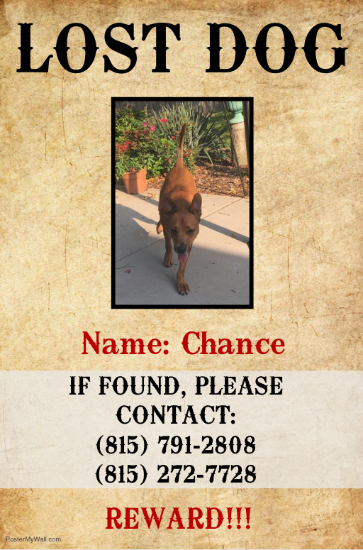 Image of Chnace, Lost Dog