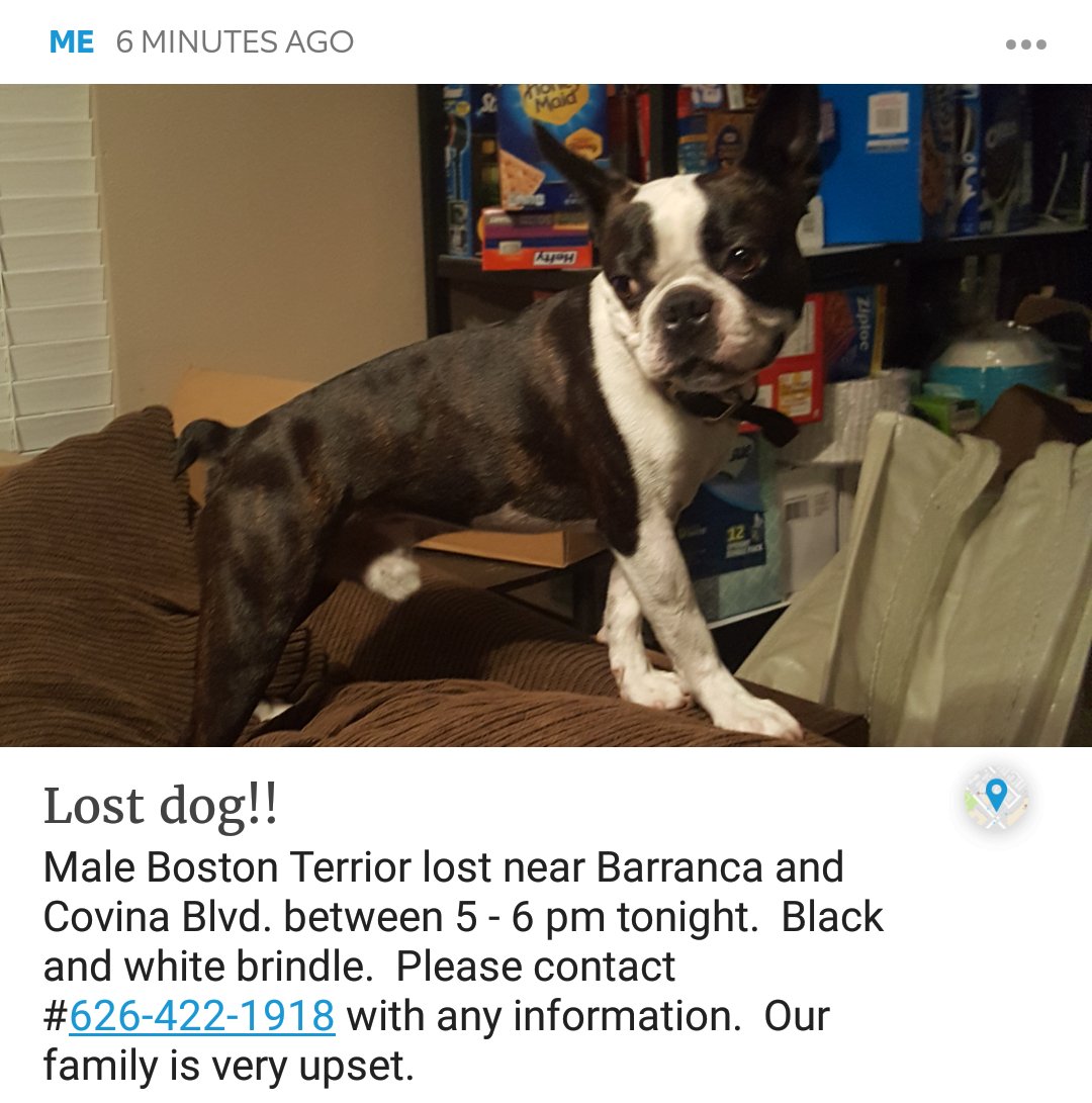 Image of Skully, Lost Dog