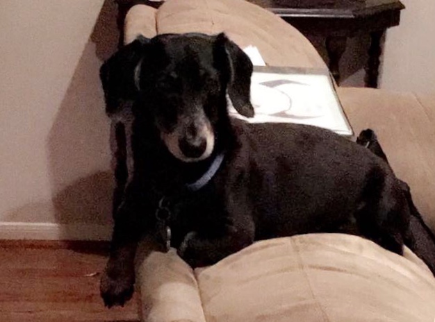 Image of Snicker (doodle), Lost Dog
