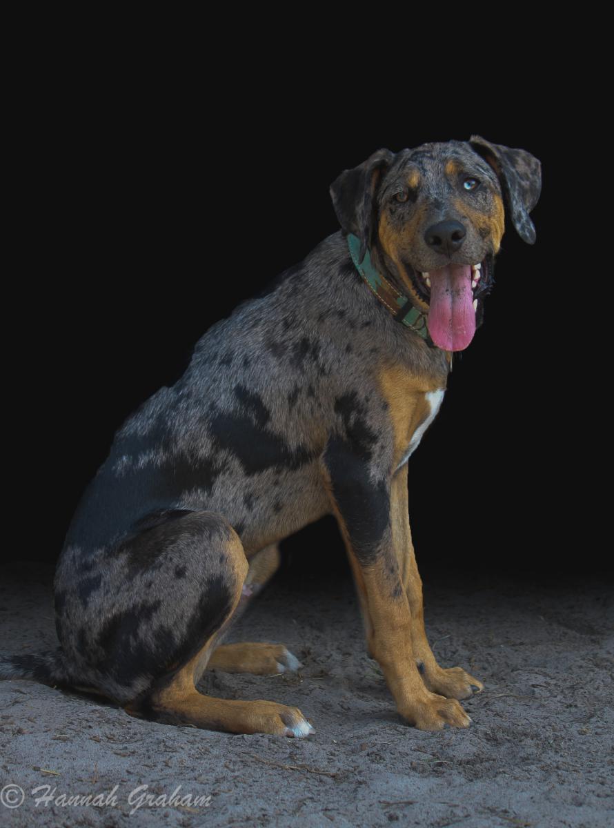 Image of RUKKUS, Lost Dog