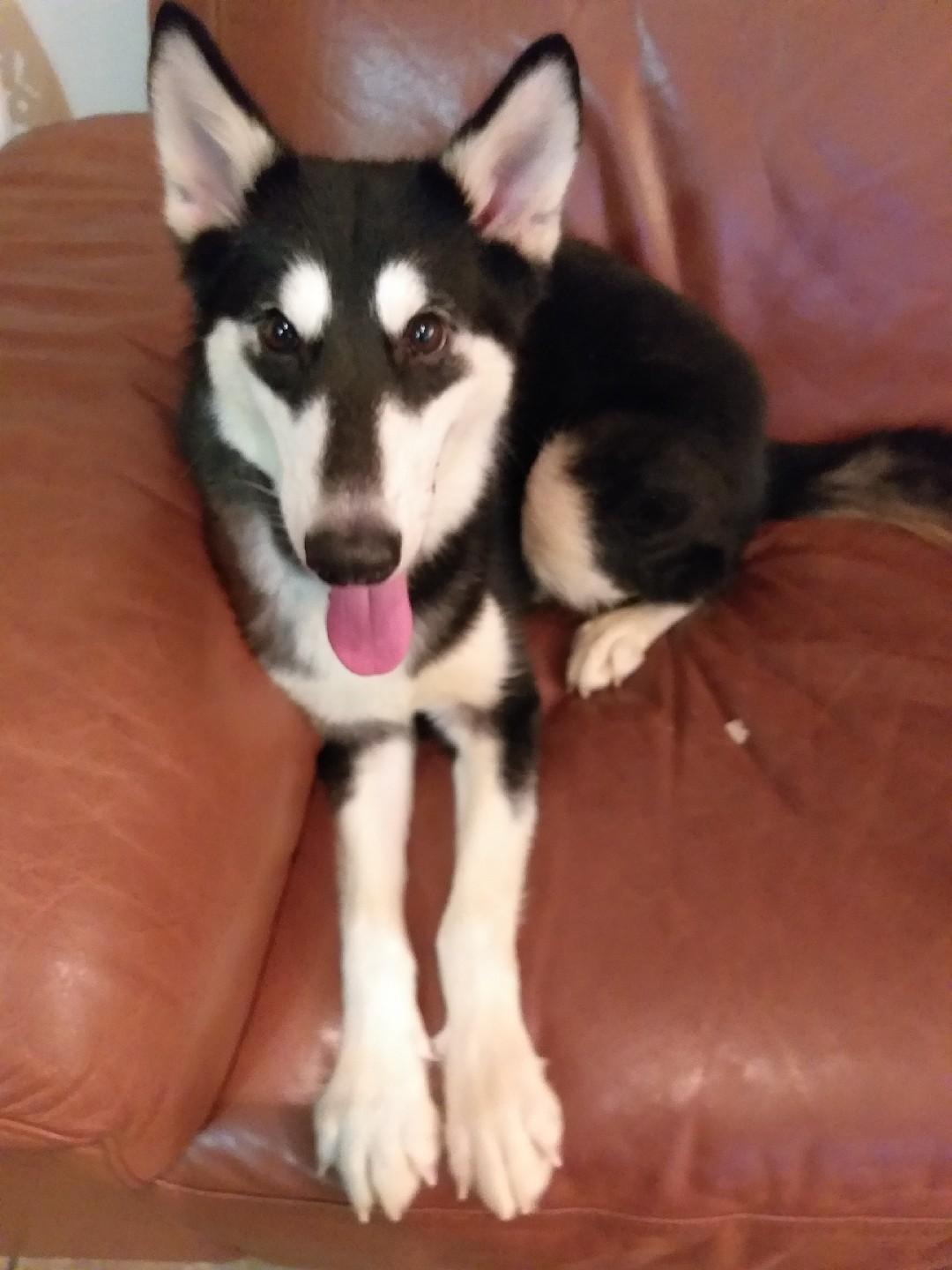 Image of Lailah, Lost Dog