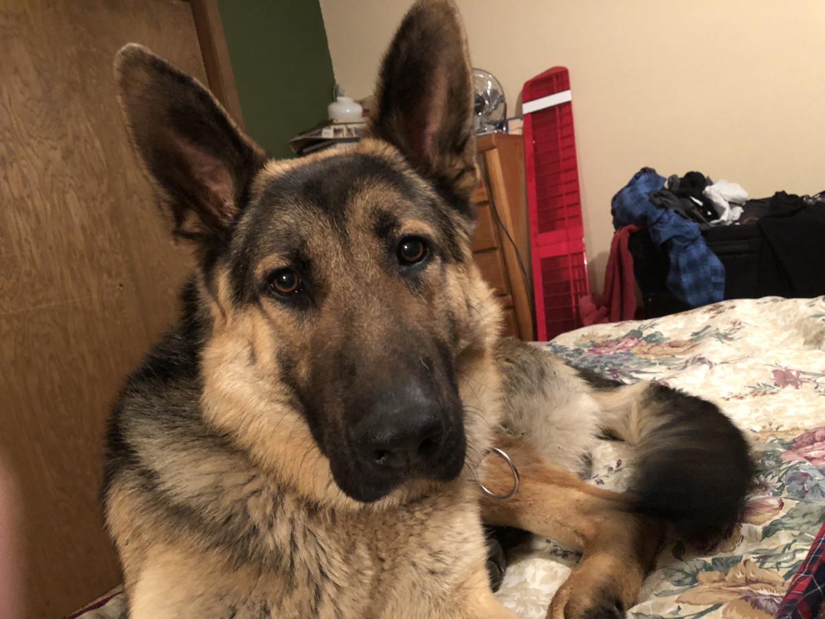 Image of Kaiser, Lost Dog