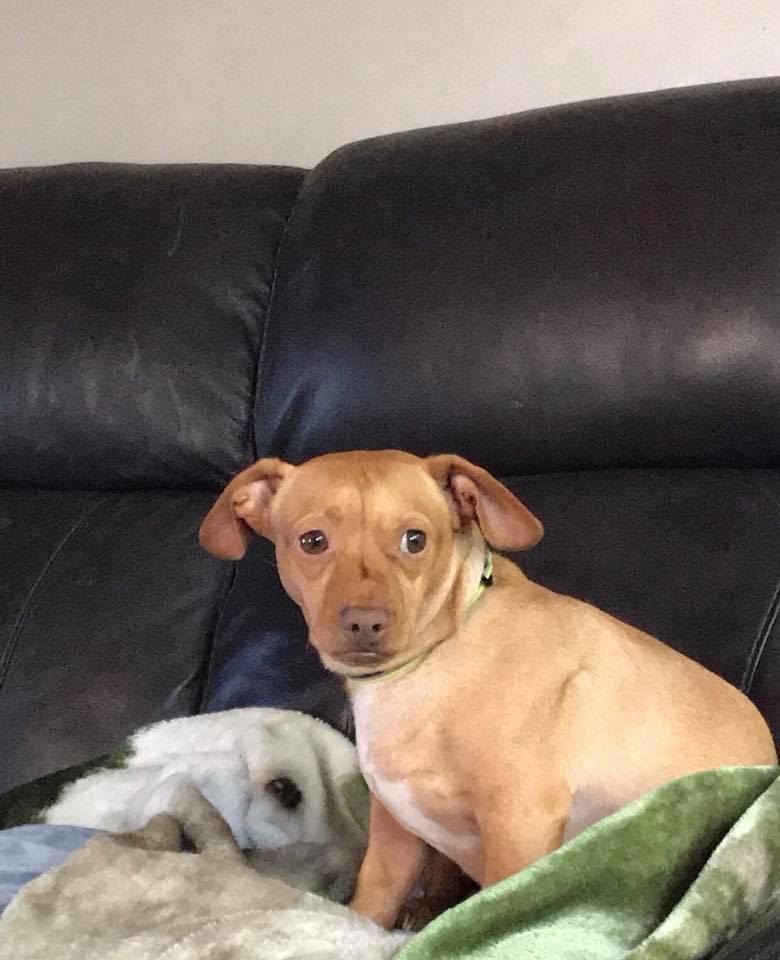 Image of Butters, Lost Dog