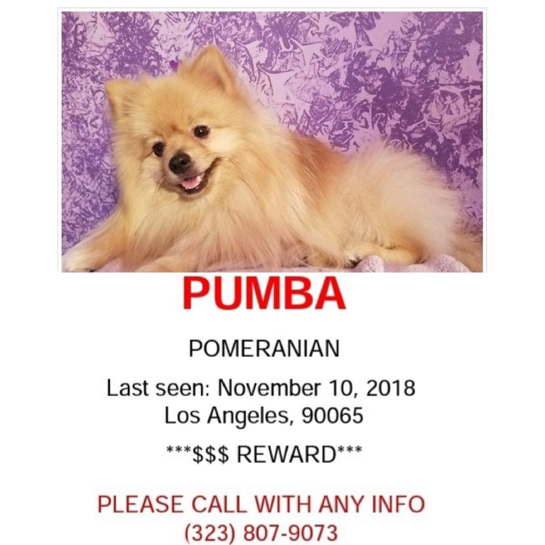 Image of Pumba, Lost Dog