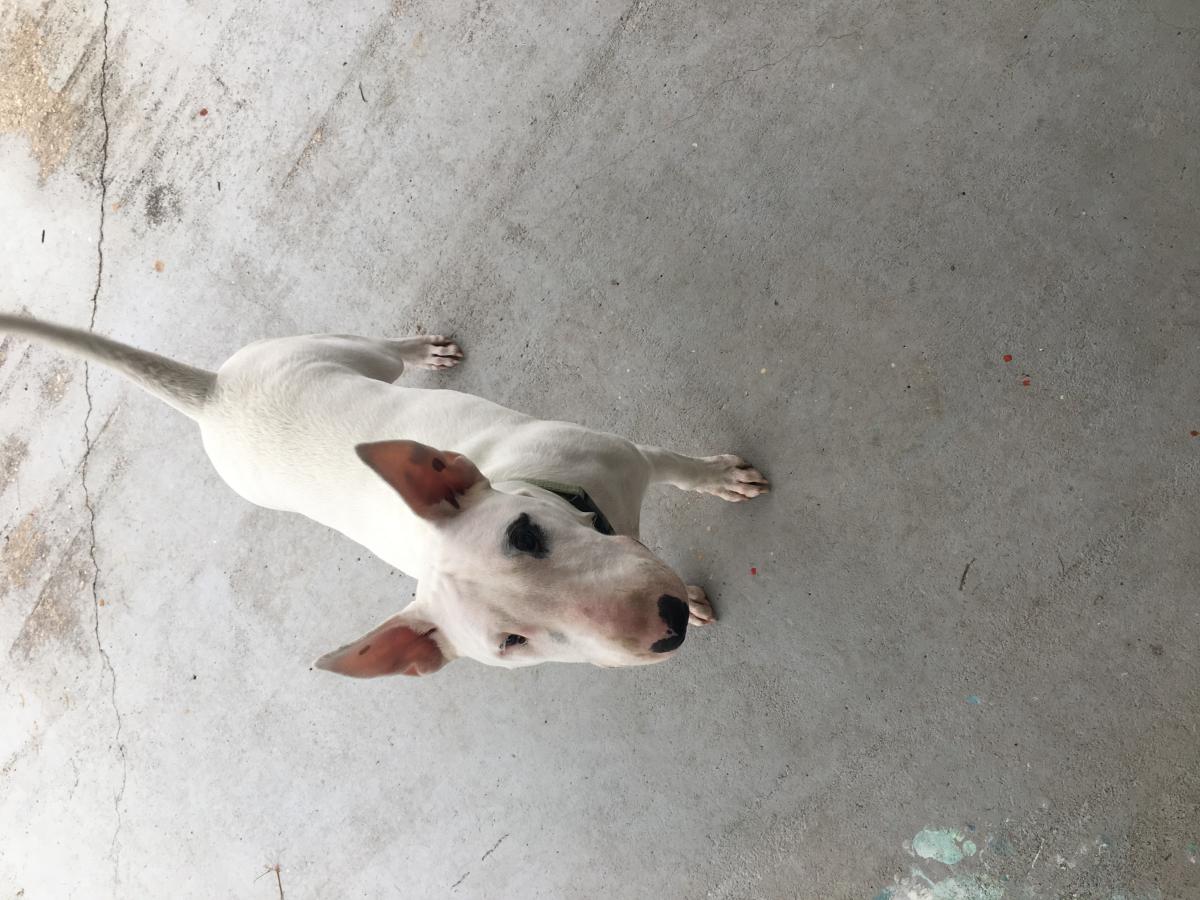 Image of Pecho, Lost Dog