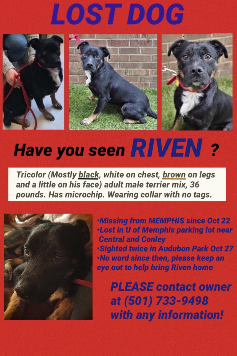 Image of Riven, Lost Dog