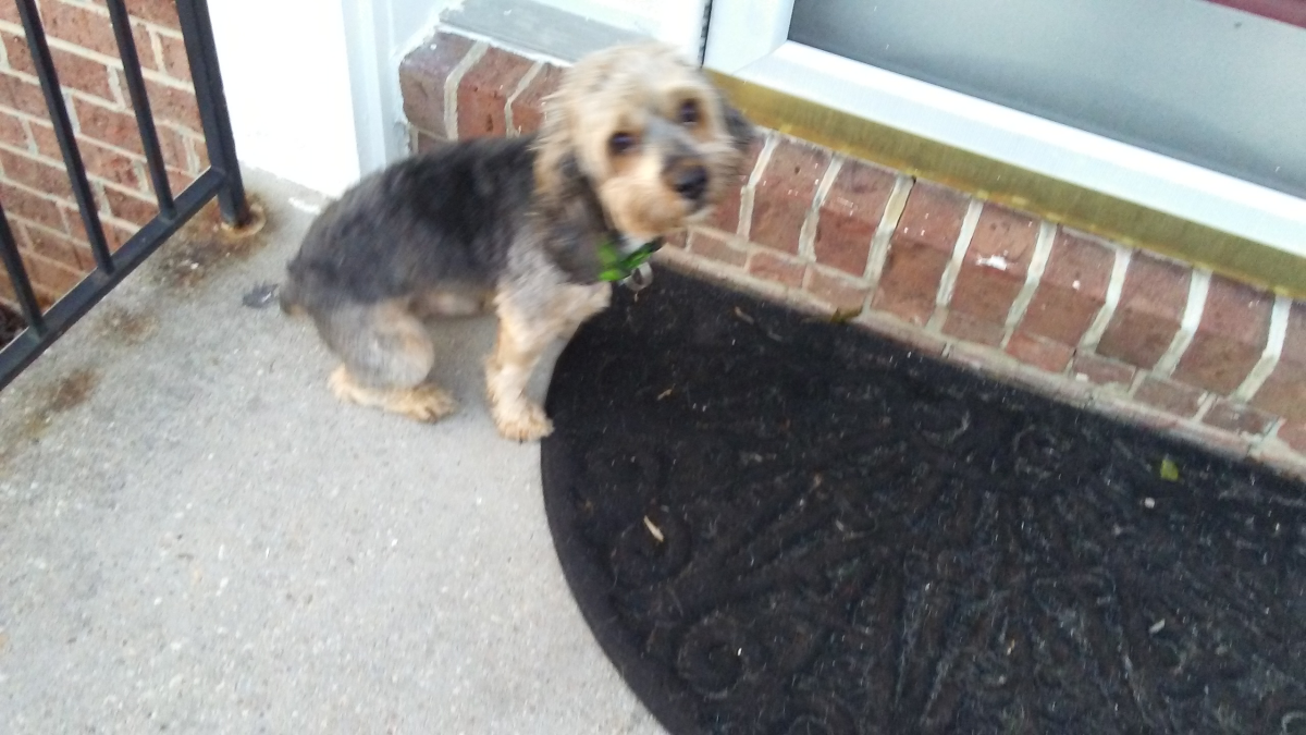Image of Small gray/black mix, Found Dog