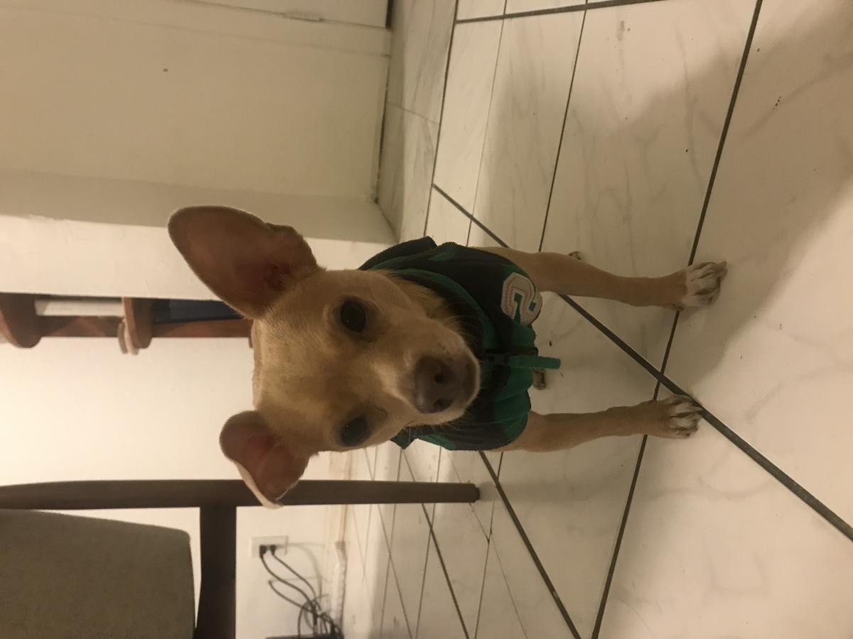 Image of Butterscotch, Found Dog