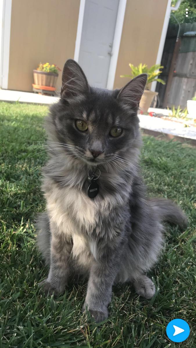 Image of Mercedes, Lost Cat