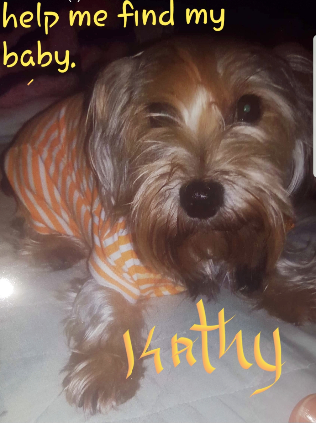 Image of KATHY, Lost Dog