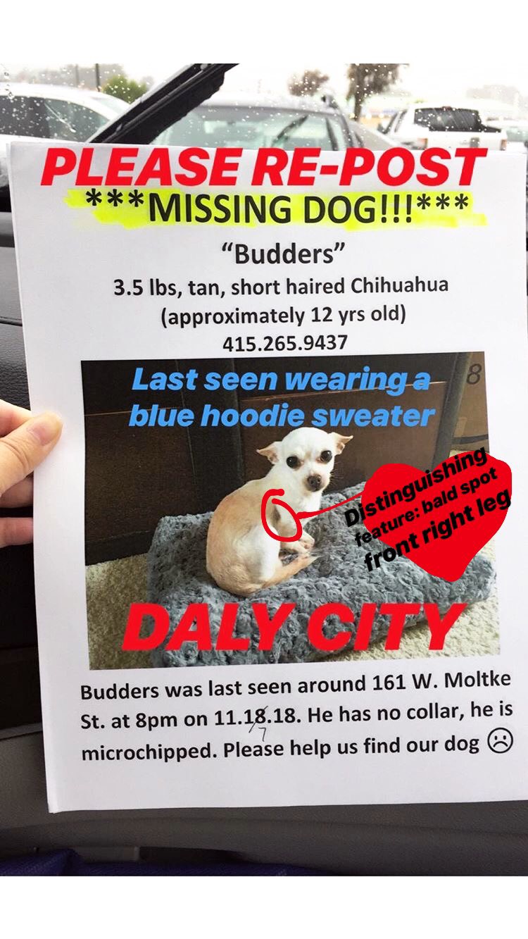Image of Budders, Lost Dog