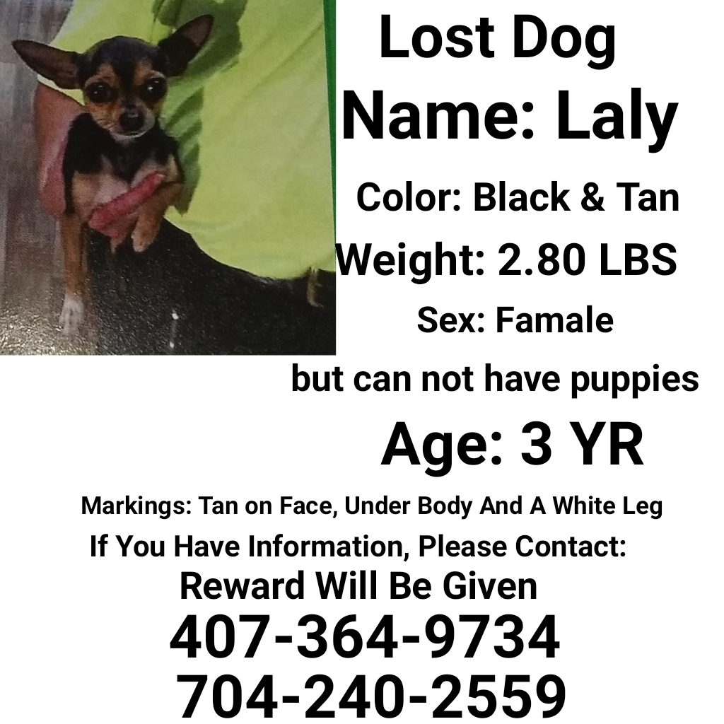 Image of Laly, Lost Dog