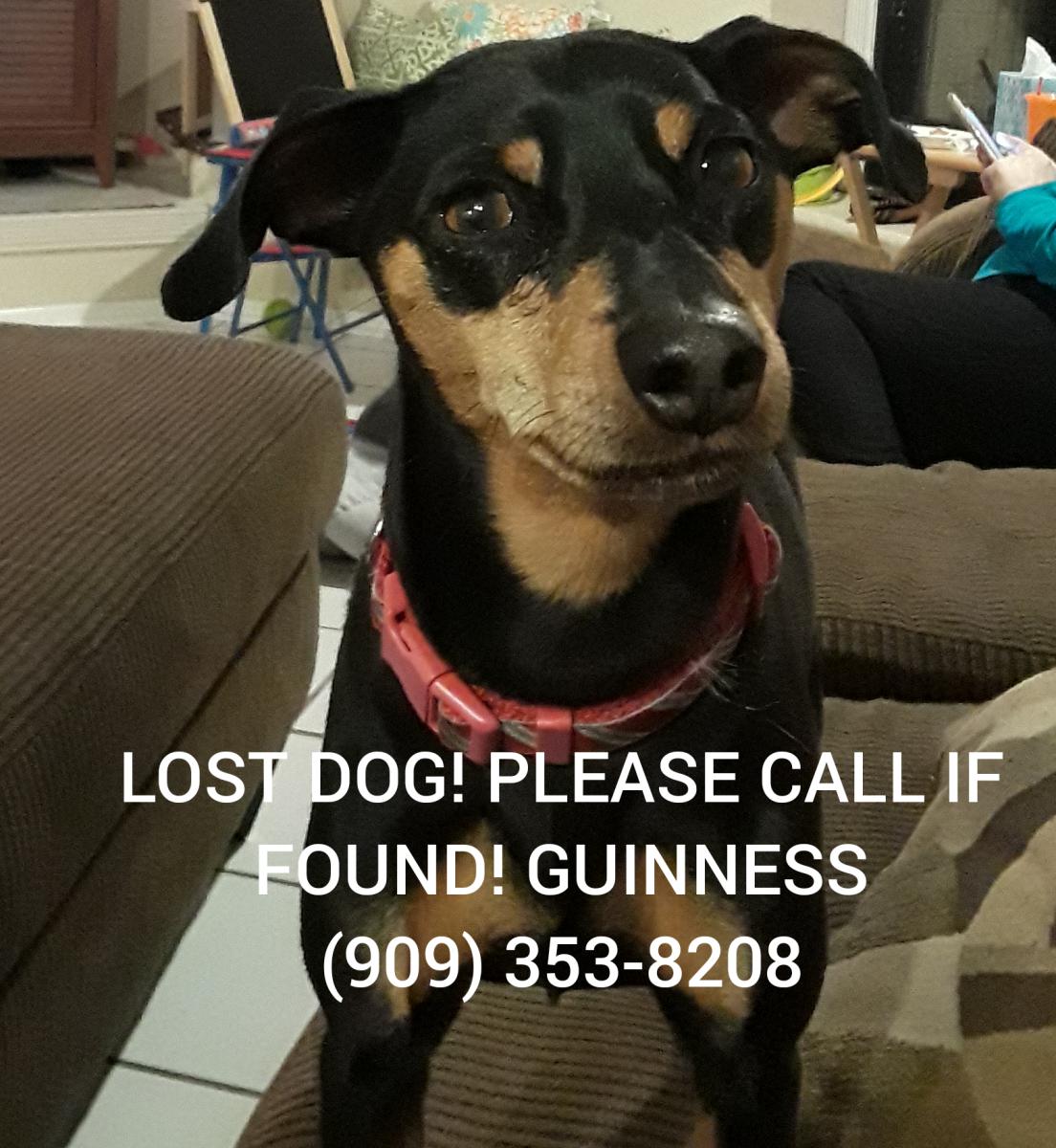 Image of Guinness, Lost Dog
