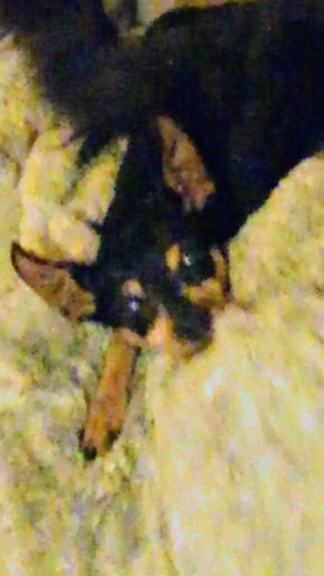 Image of Maya, Lost Dog